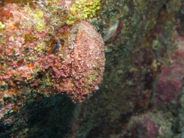 33 Cave Oyster ( ) IMG 2216.JPG